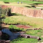 Crocodiles at the 13th hole
